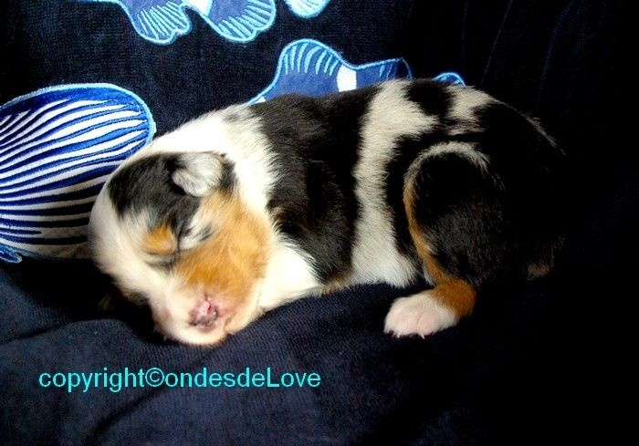 Publication : Altjira's Auteur : Altjira's