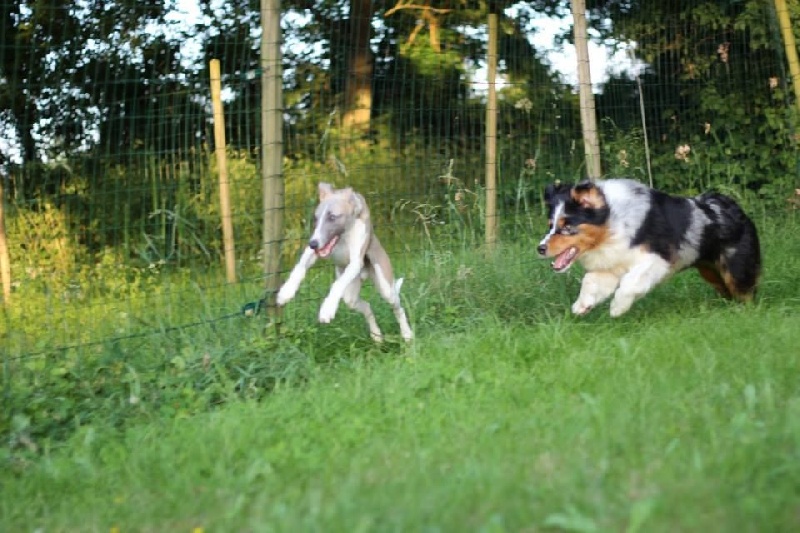 Publication : Altjira's Auteur : Altjira's