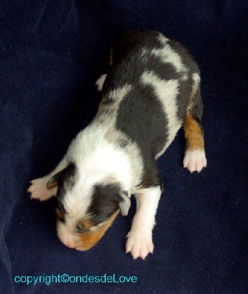 Publication : Altjira's Auteur : Altjira's