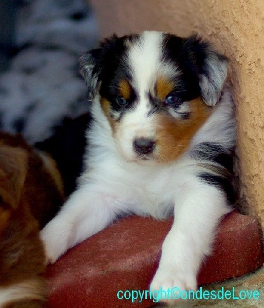 Publication : Altjira's Auteur : Altjira's