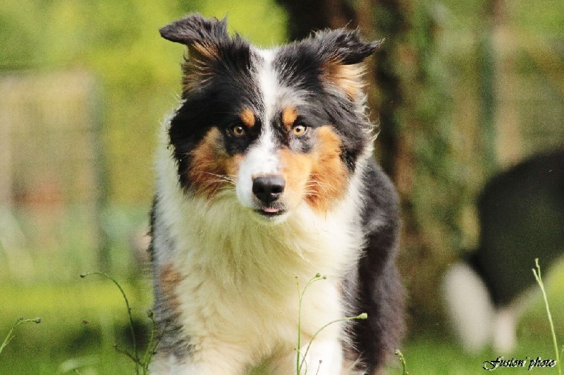 Publication : Altjira's Auteur : Altjira's