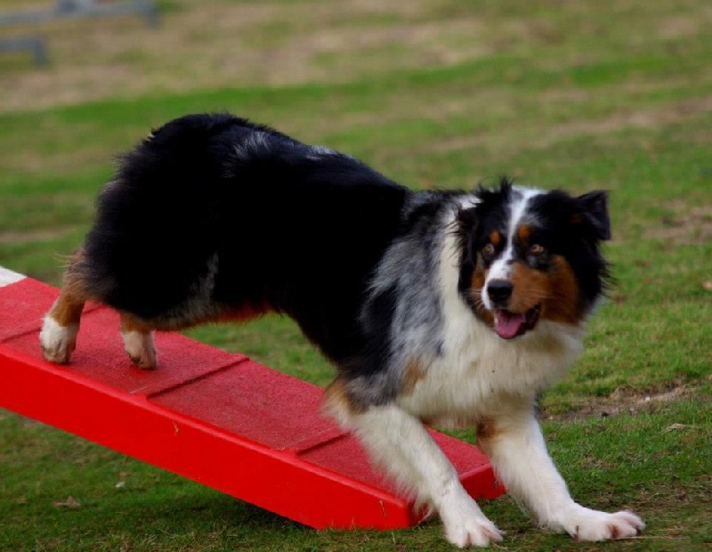 Publication : Altjira's Auteur : Altjira's