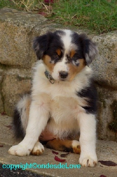 Publication : Altjira's Auteur : Altjira's