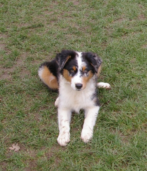 Publication : Altjira's Auteur : Altjira's