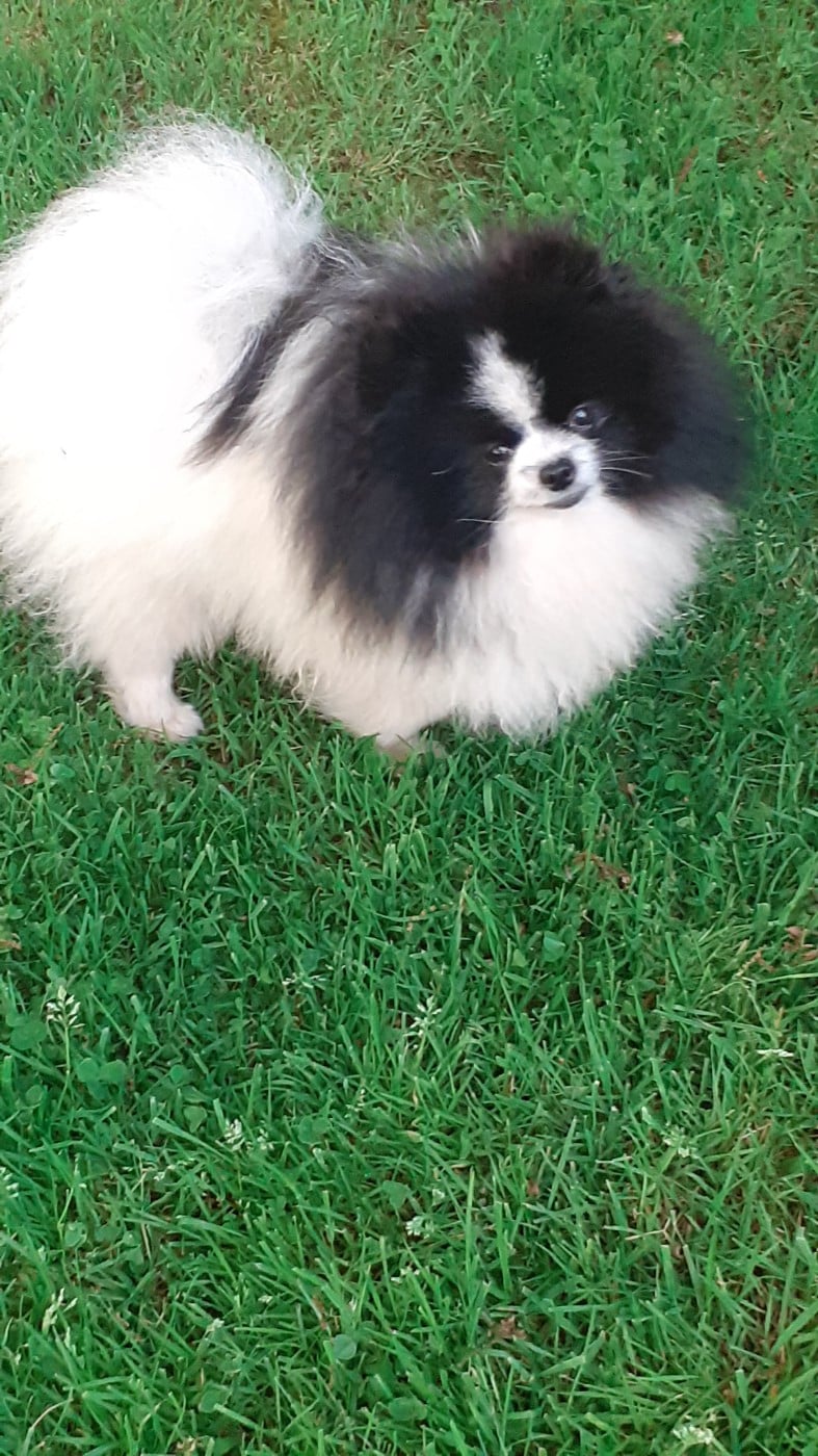 Uby des anges du petit trianon