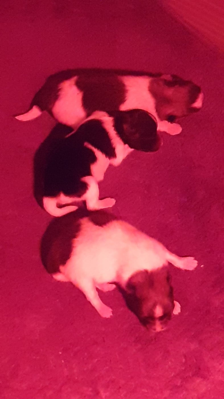 Spitz allemand - des anges du petit trianon