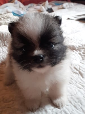 Les chiots de Spitz allemand