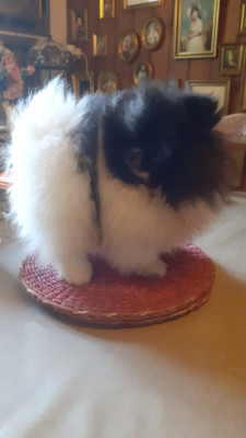 Les chiots de Spitz allemand