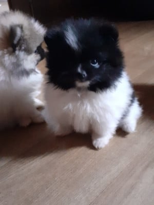 Les chiots de Spitz allemand