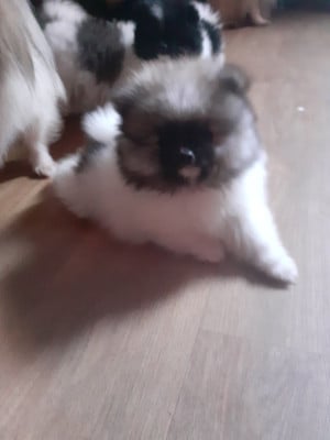 Les chiots de Spitz allemand