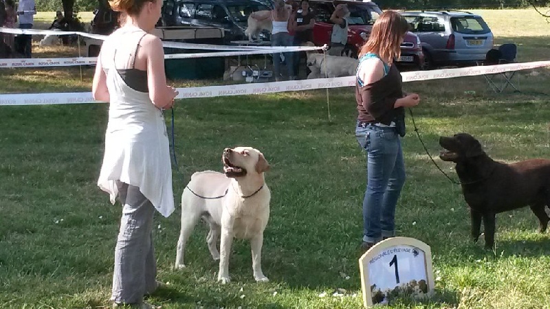 Othamcourt Hey jude - 1er Excellent