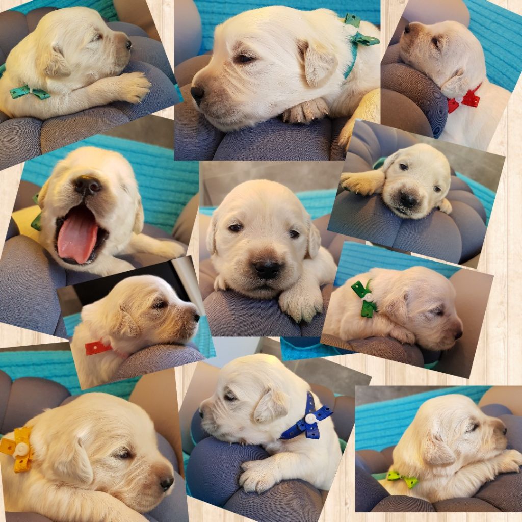 Shine Your Way - Golden Retriever - Portée née le 11/07/2018