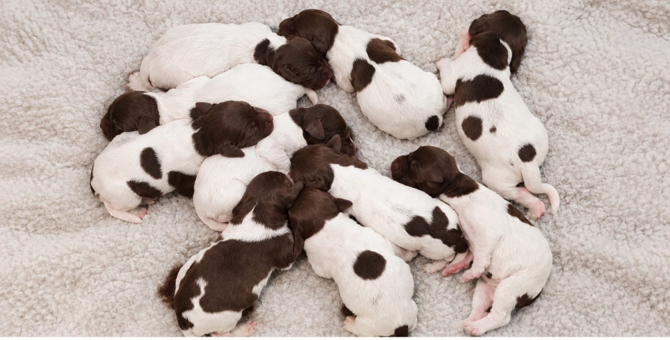 Chiot Petit Epagneul de Münster