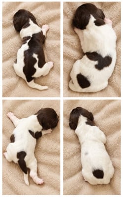 Chiot N°10 - Petit Epagneul de Münster