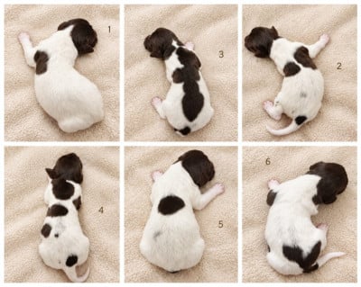 Chiot N°5 - Petit Epagneul de Münster