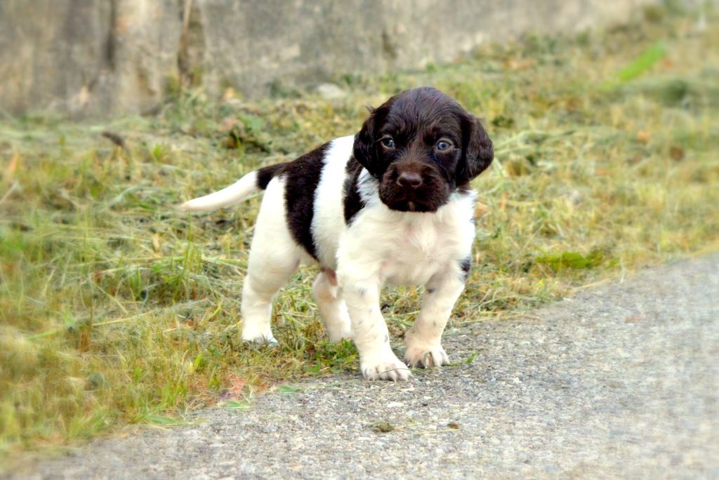 Chiot Petit Epagneul De Münster Mâle 7 Mâle Disponible En