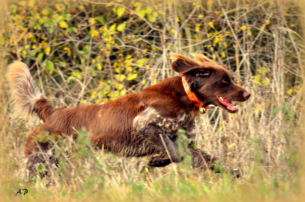 Accueil Elevage Du Phoenix Ardent Eleveur De Chiens