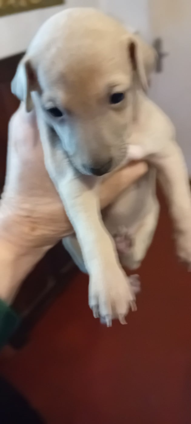 BB Femelle sable