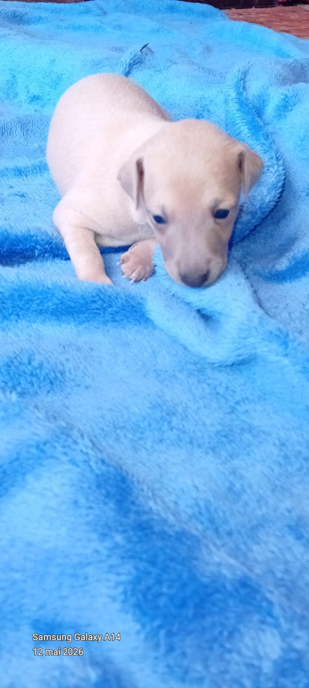 BB Femelle sable