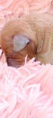 Les chiots de Petit Levrier Italien