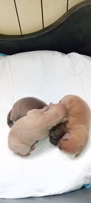 Les chiots de Petit Levrier Italien
