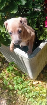 Les chiots de Petit Levrier Italien