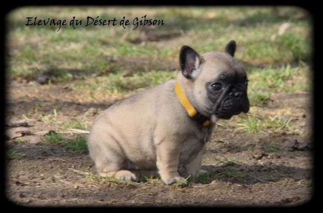 Monde de narnia Du Désert De Gibson