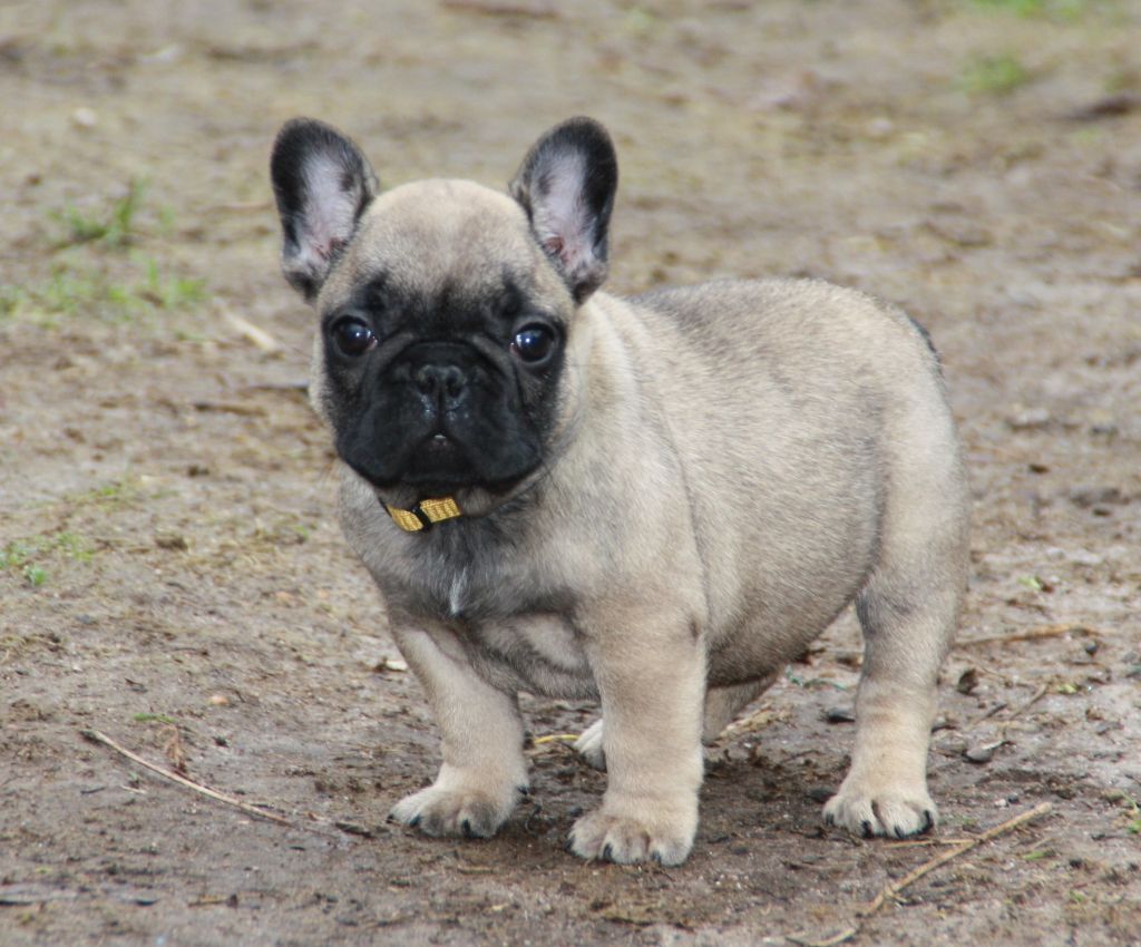 Monde de narnia Du Désert De Gibson