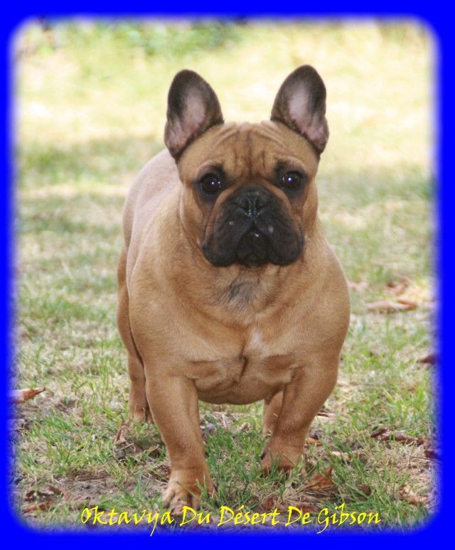 Oktavya Du Désert De Gibson