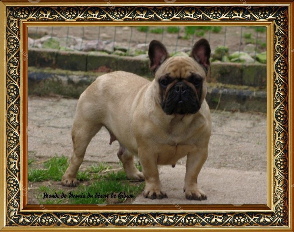 Monde de narnia Du Désert De Gibson