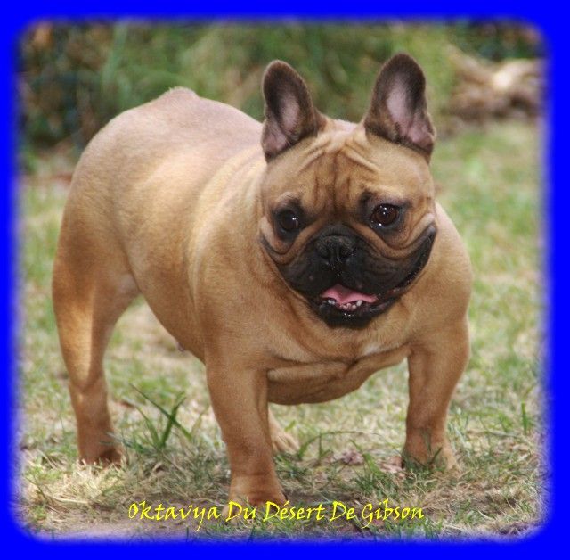 Oktavya Du Désert De Gibson