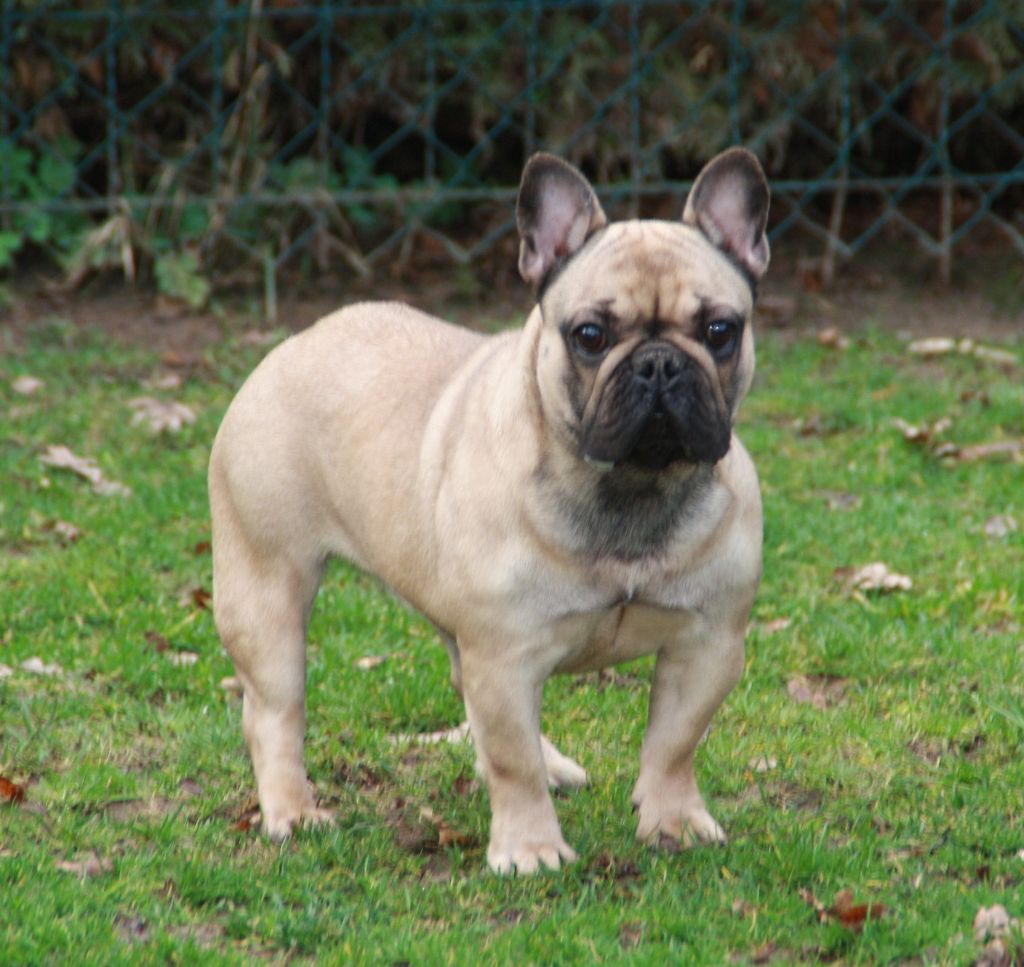 Monde de narnia Du Désert De Gibson