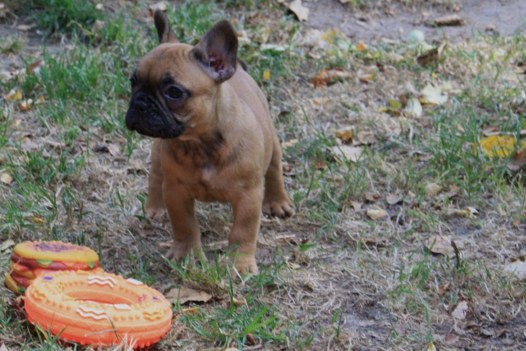 Oktavya Du Désert De Gibson