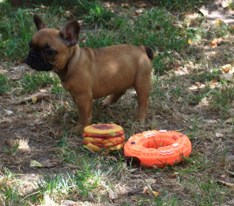Oktavya Du Désert De Gibson