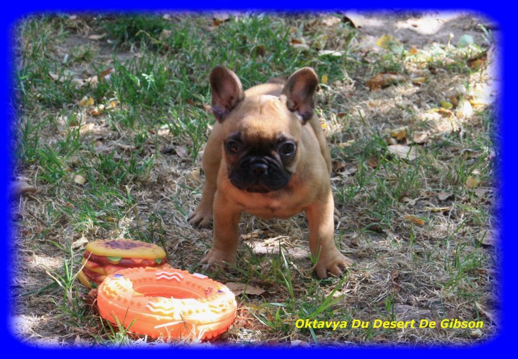 Oktavya Du Désert De Gibson