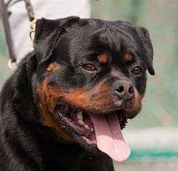 Auteur : Flash Rouse