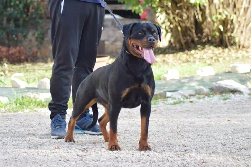 Publication : Of Legend Mysteria