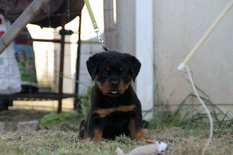 Publication : Of Legend Mysteria