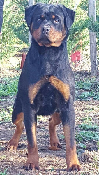 Publication : Of Legend Mysteria