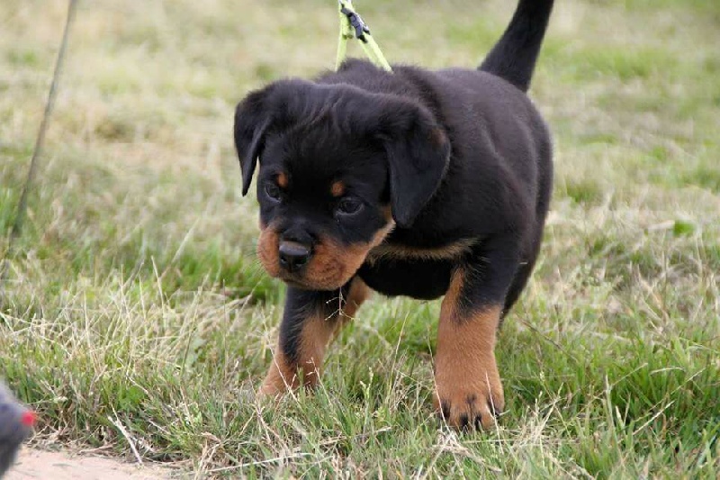 Publication : Of Legend Mysteria