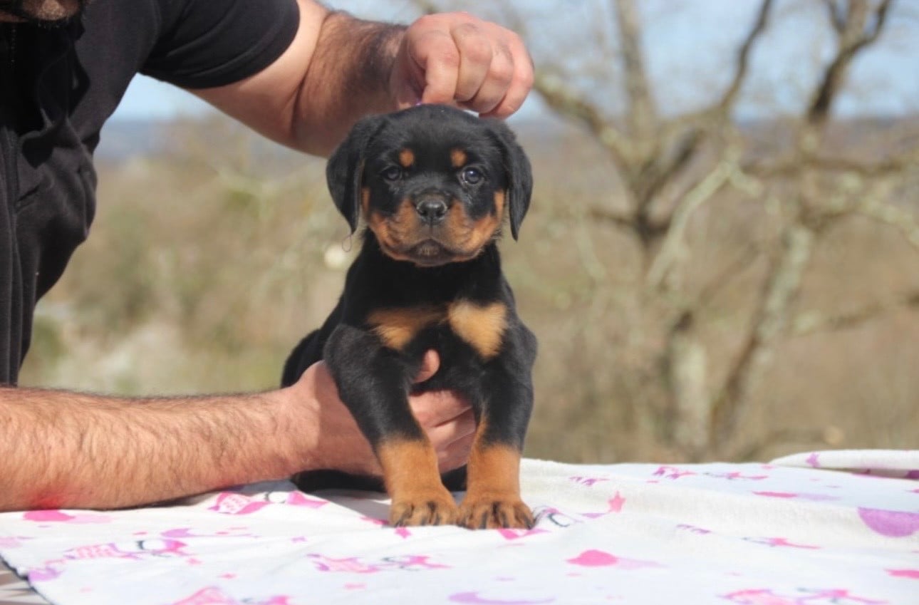 Rottweiler - Of Legend Mysteria