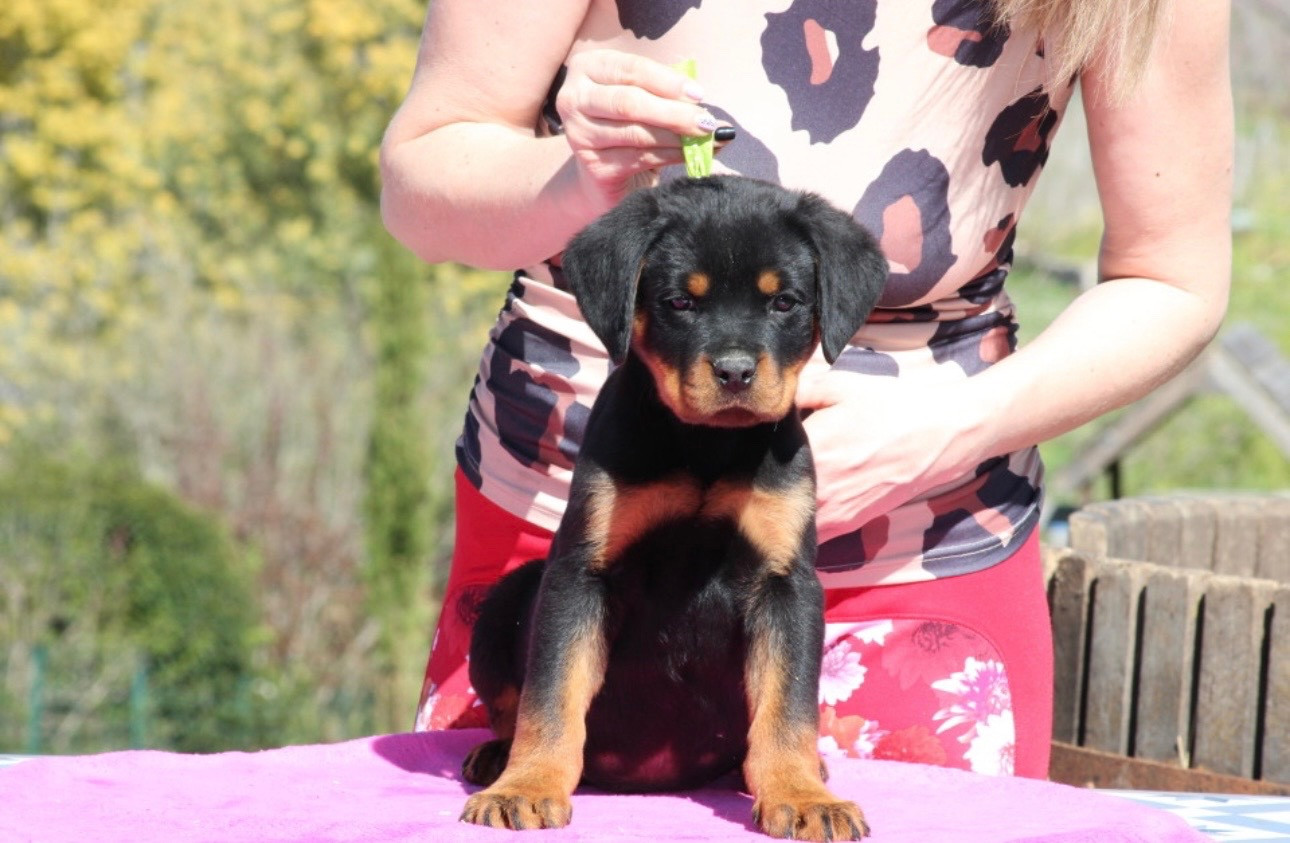 Rottweiler - Of Legend Mysteria