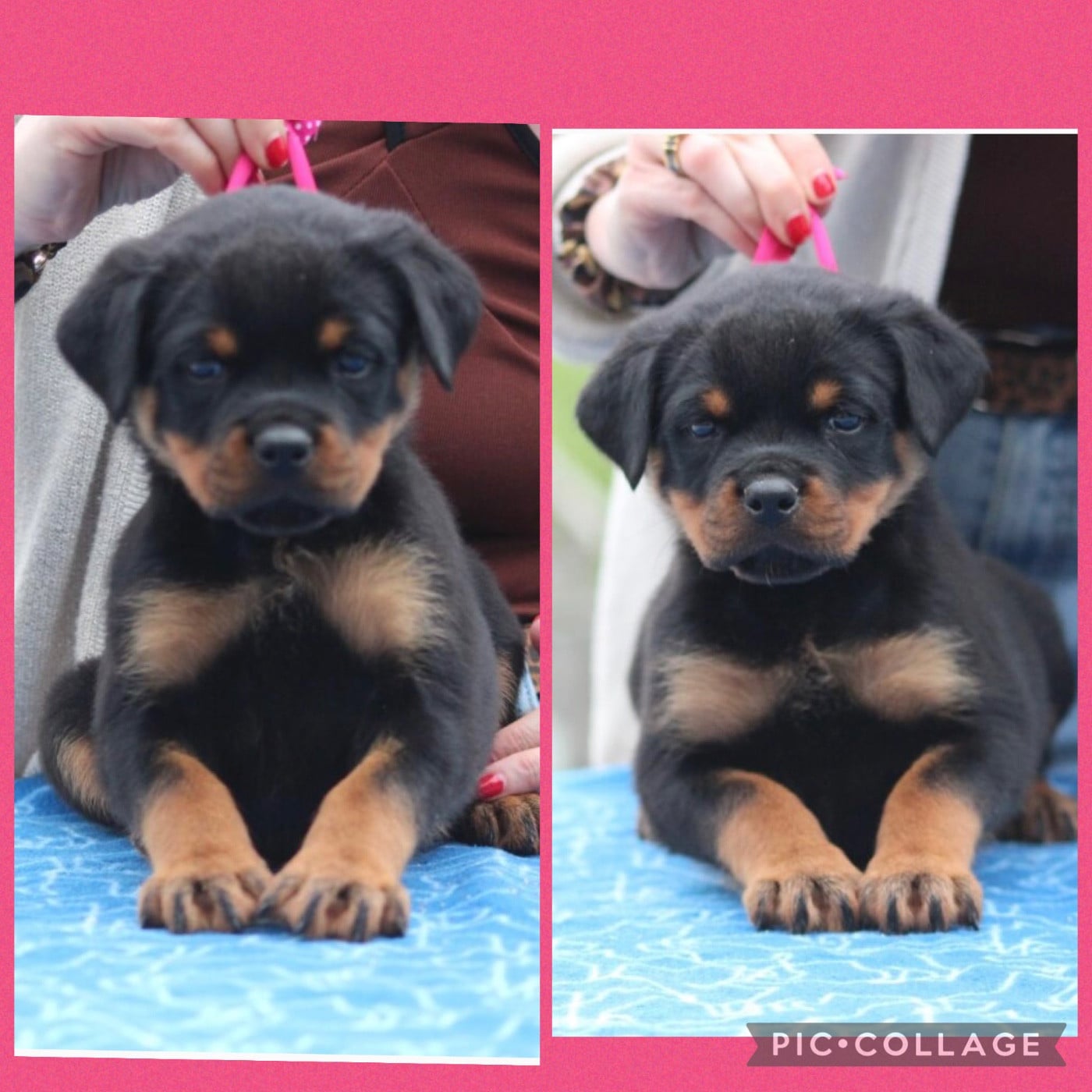 CHIOT 2 - Rottweiler