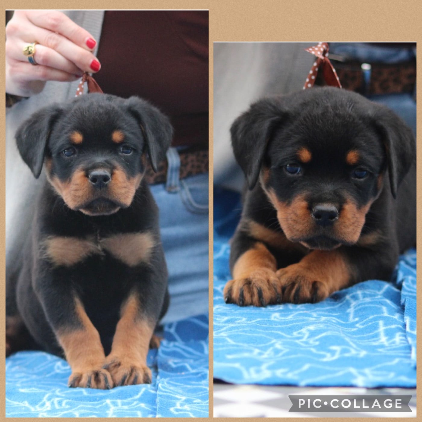 CHIOT 3 - Rottweiler