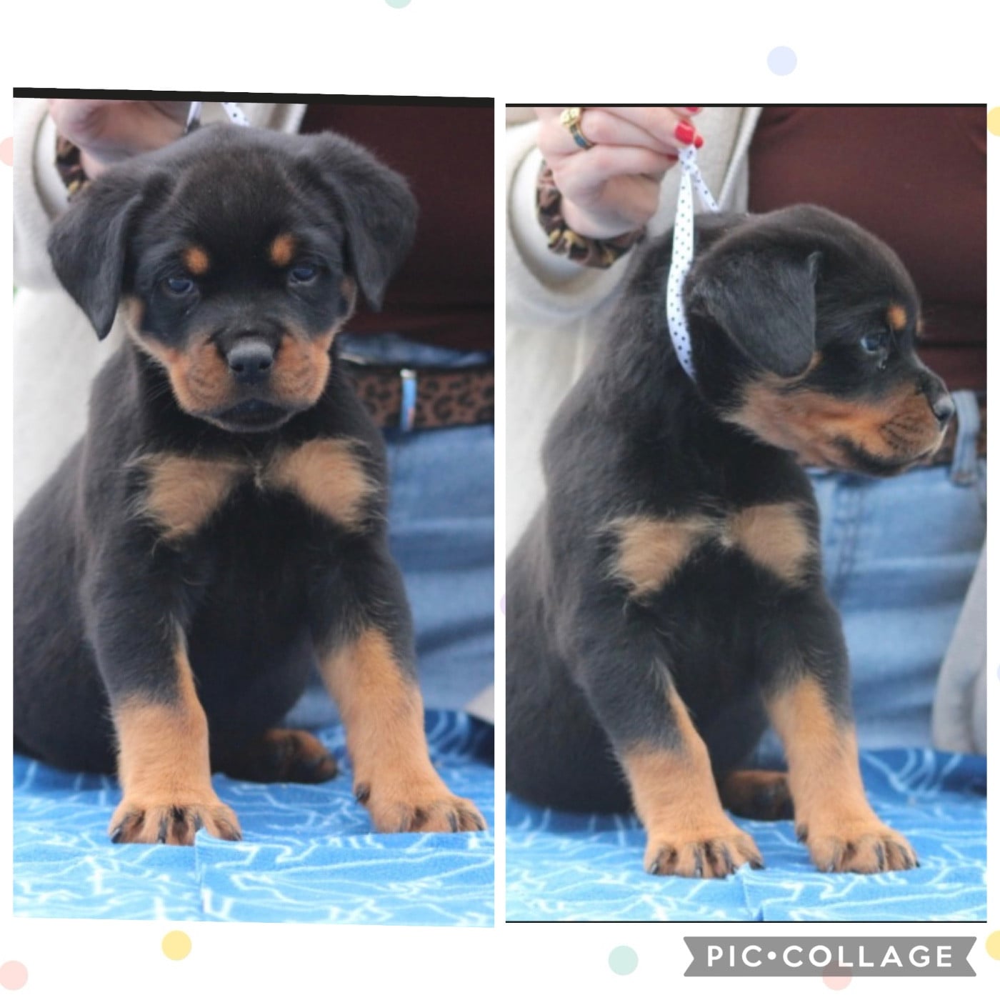 CHIOT 4 - Rottweiler