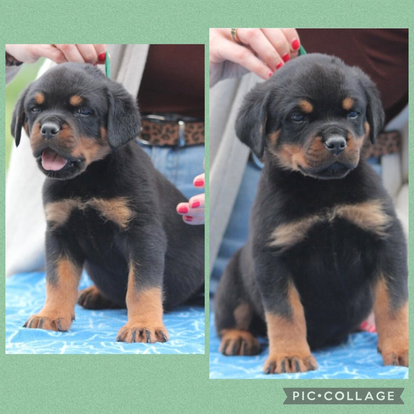 CHIOT 7 - Rottweiler