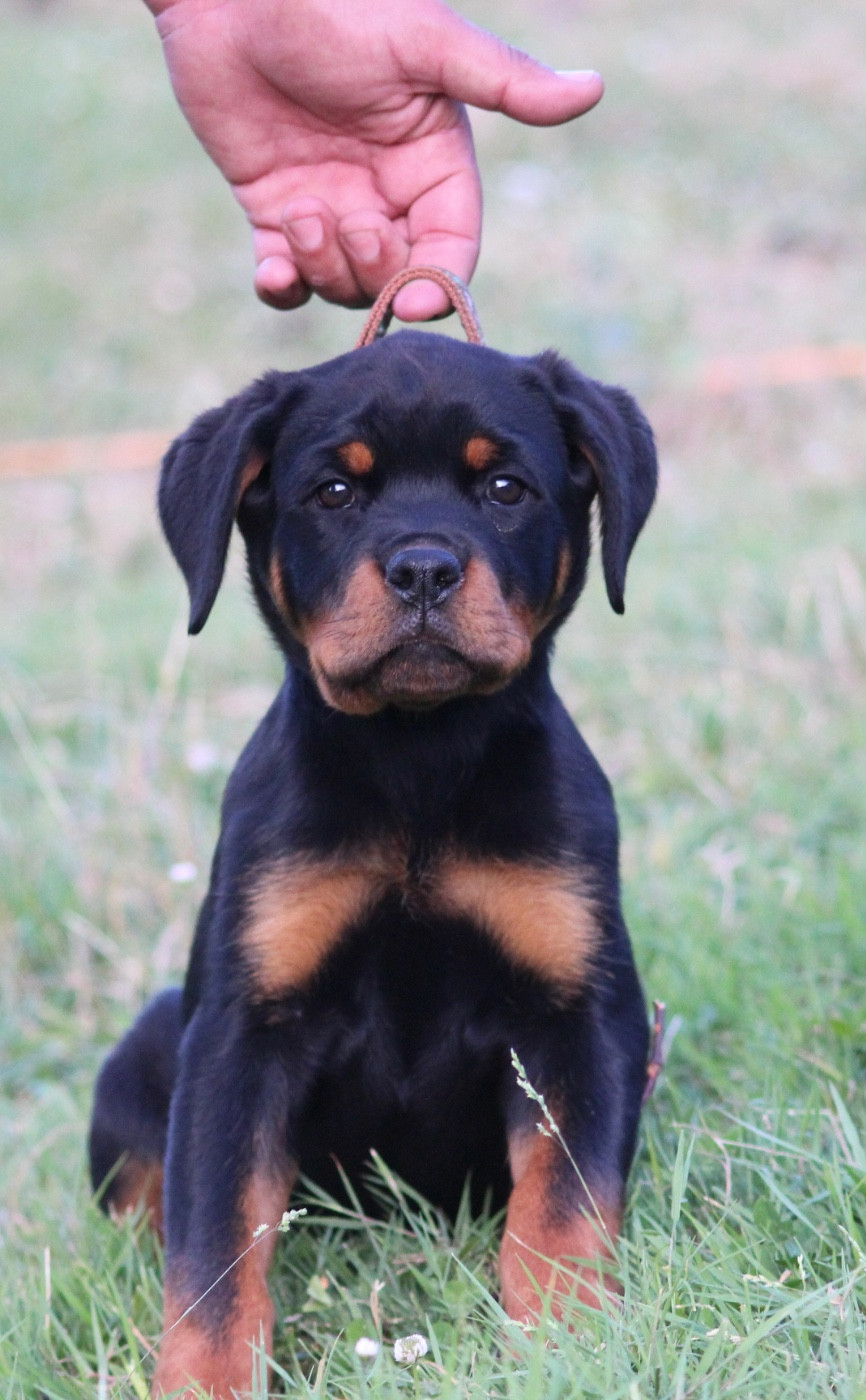 CHIOT 3 - Rottweiler