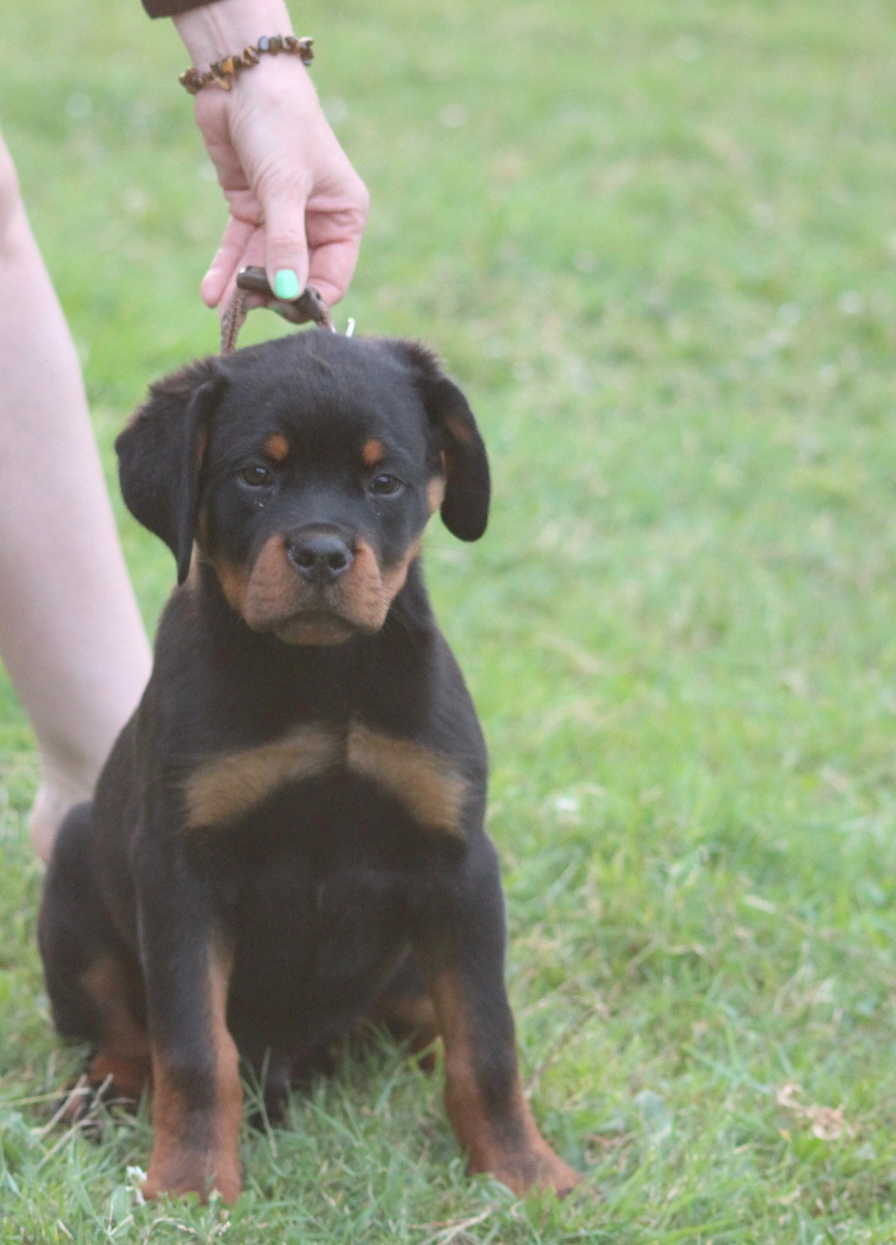 CHIOT 5 - Rottweiler