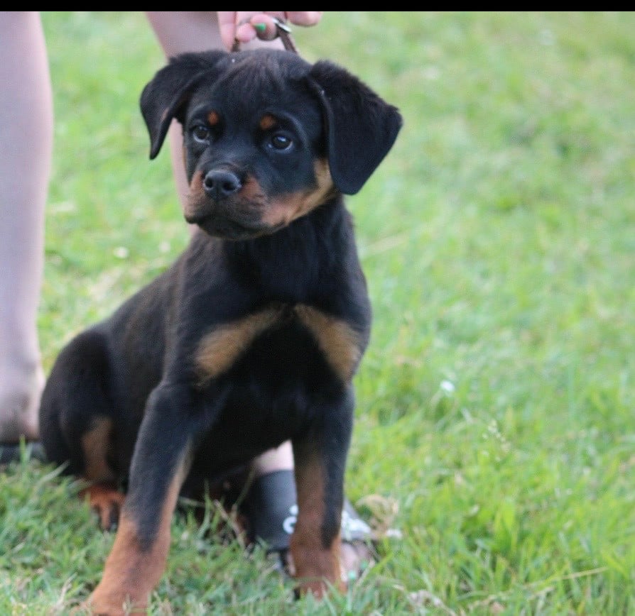 CHIOT 7 - Rottweiler