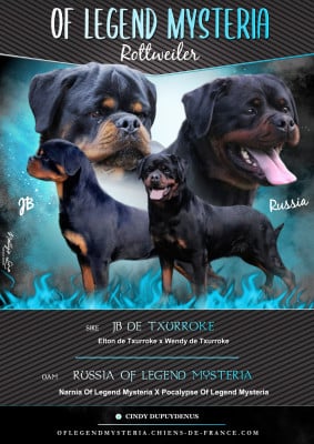 Les chiots de Rottweiler